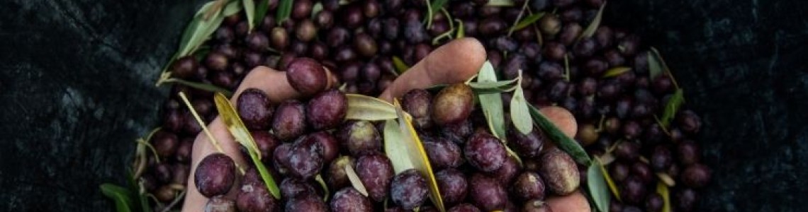 Neden Doğal Fermente Zeytin?